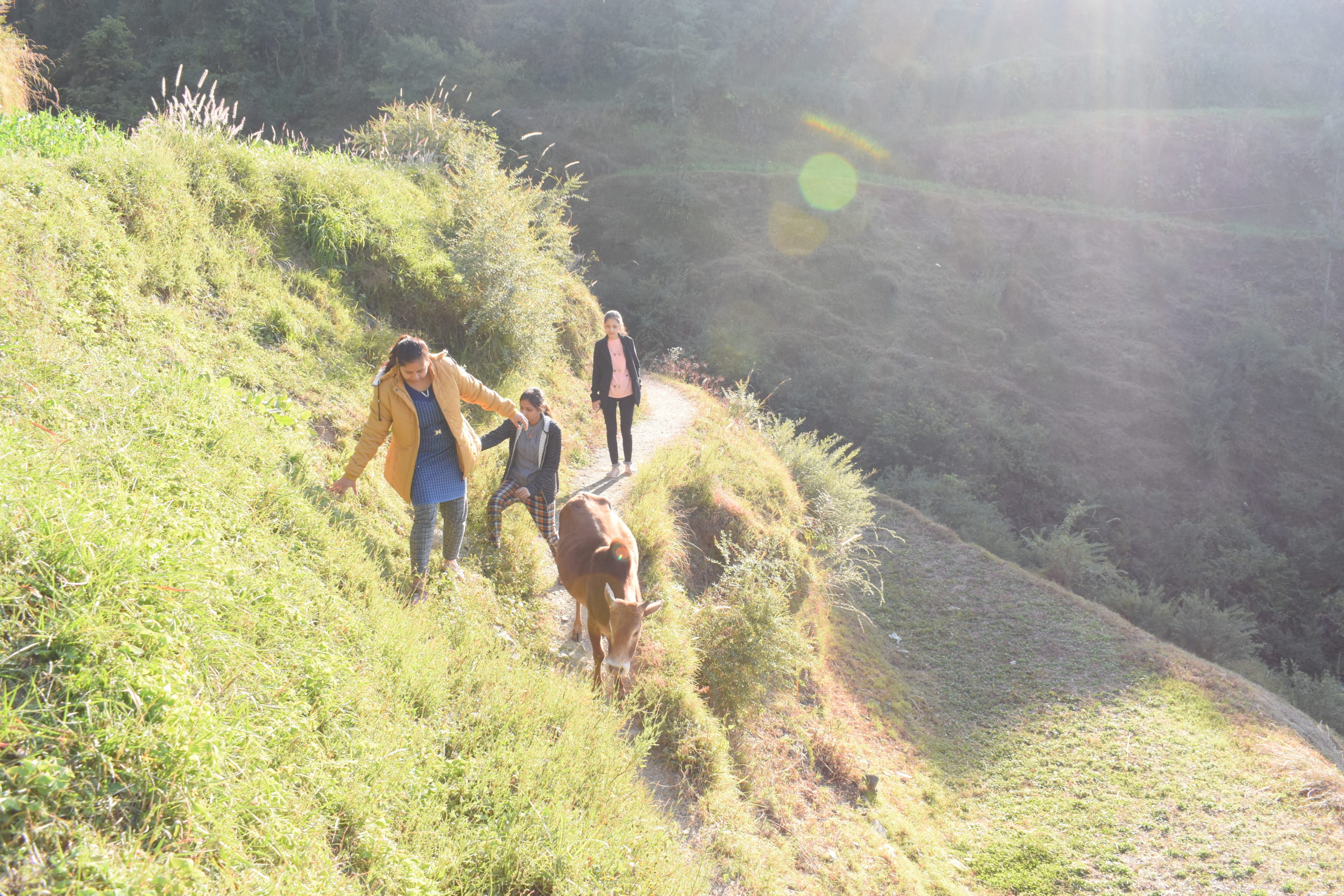 Kufri Village trek