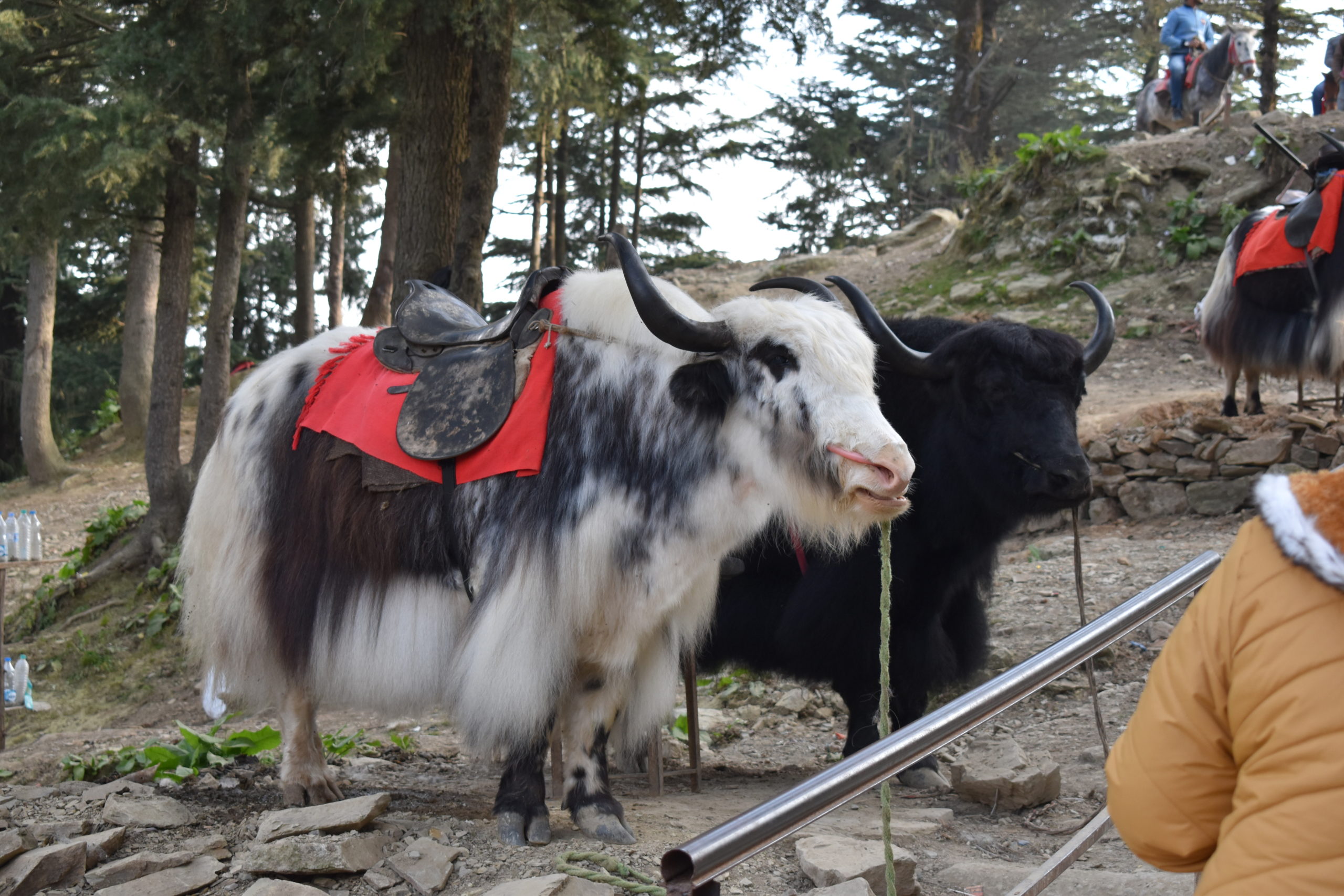 Yak Ride in kufri