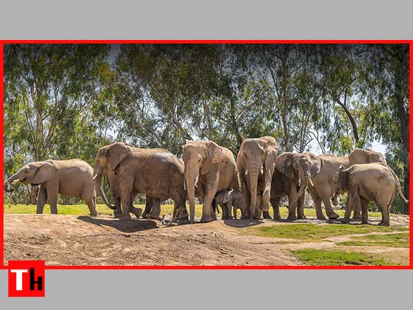 Explore the San Diego Zoo and Safari Park