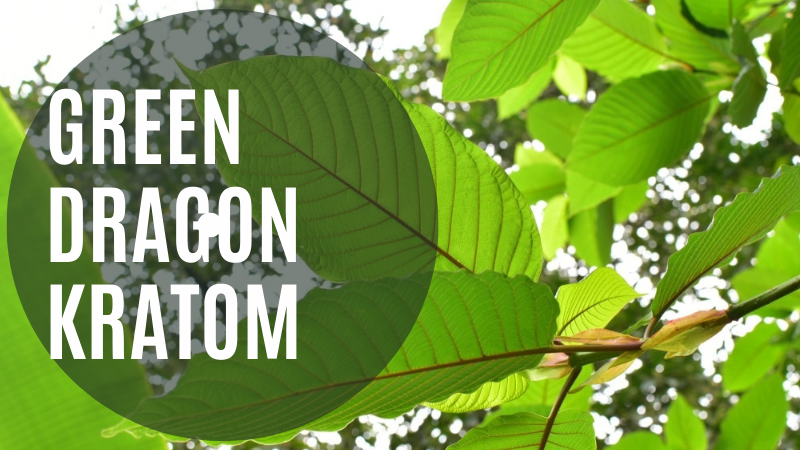 Green Dragon Kratom Help You in Your Professional Life