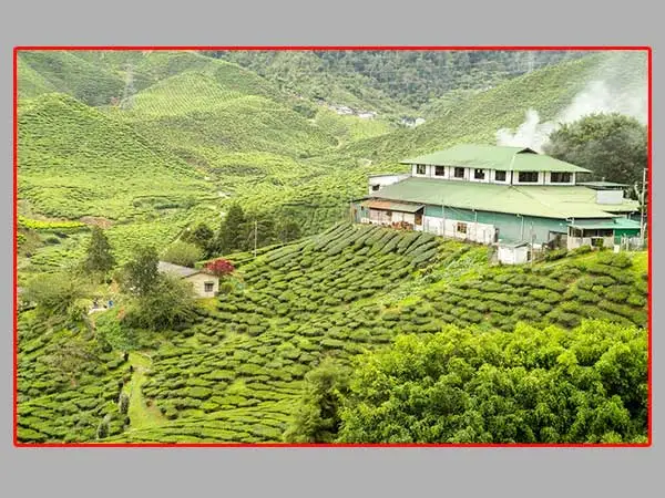 A view of Munnar