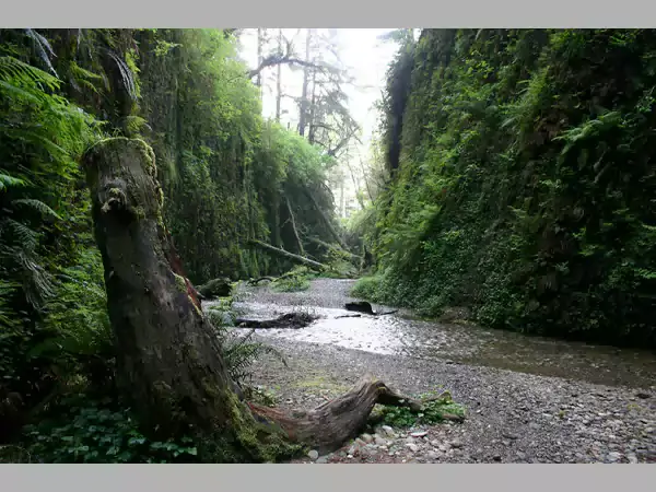 Fern-Canyon