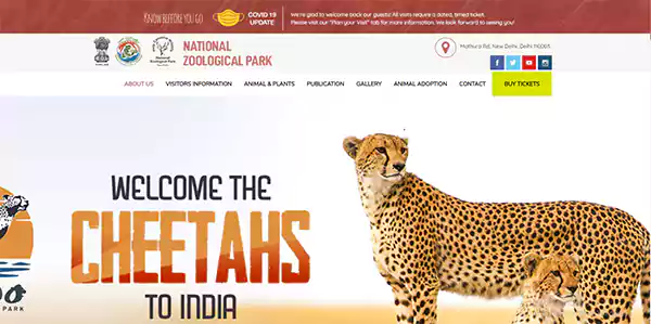 welcome to cheetahs to india