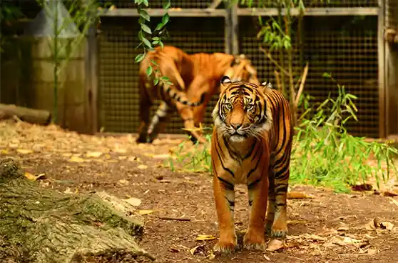 Melbourne Zoo