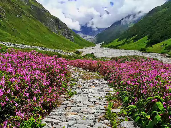 Valley of flowers