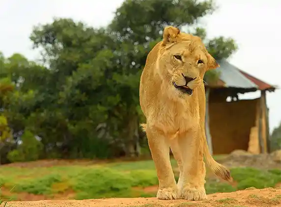 Werribee Zoo