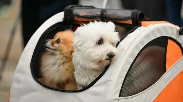 Travel with Small Dogs
