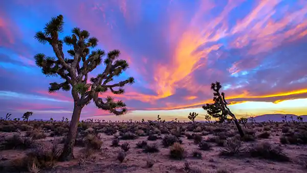 Joshua Tree National Park