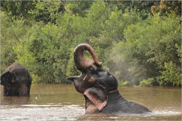 Elephants in Bhagwan Mahavir Wildlife Sanctuary