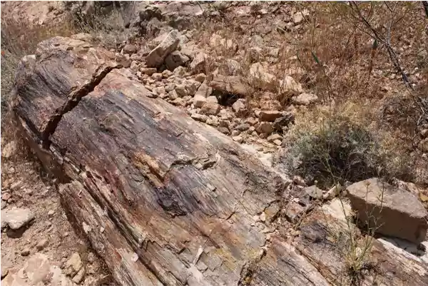 Petrified Wood Trail