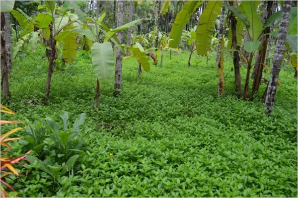 Sahyadari Spice Farm