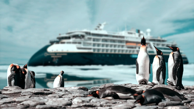 Antarctic Wildlife Encounters