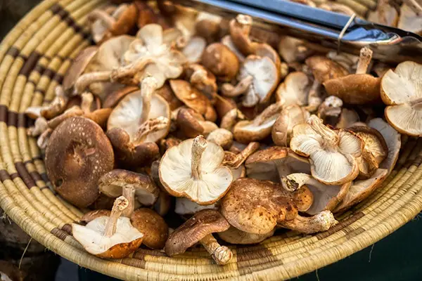 Shiitake mushrooms