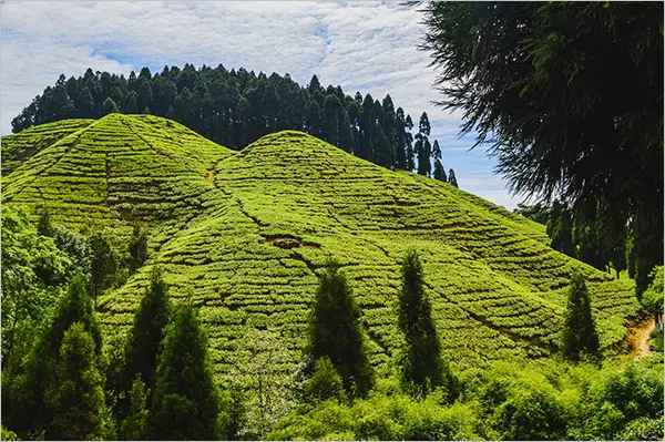 Darjeeling-best-places-to-go-in-May-in-India