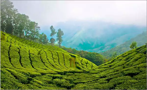 Munnar Kerala