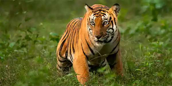 Corbett Uttarakhand