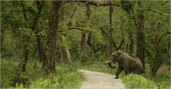 Dooars, West Bengal