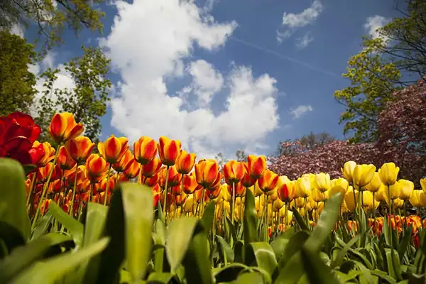 Floral festivals around the globe image