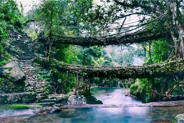 Living Root Bridges Shillong Meghalaya