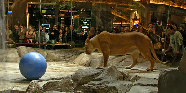 MGM Grand Lion Habitat 