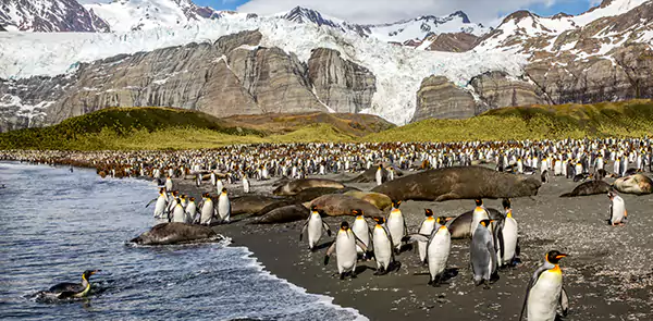 South Georgia Island