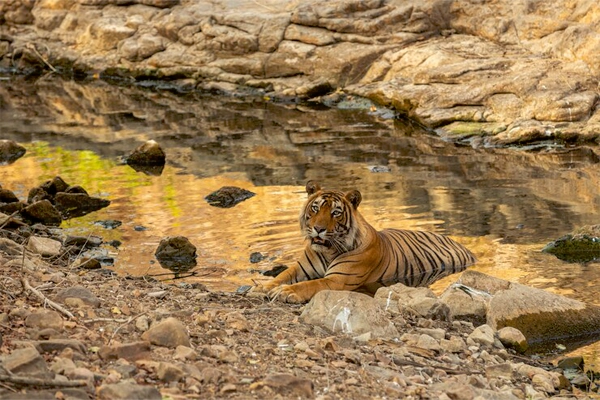 Taif Zoo