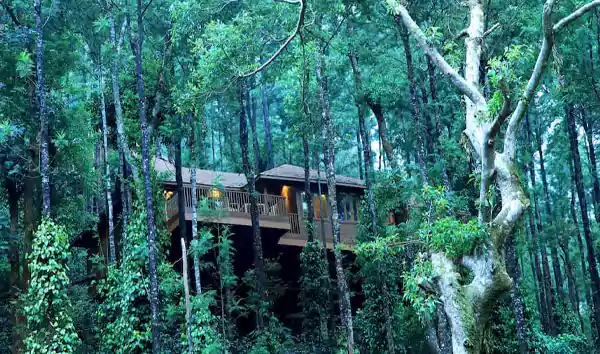 Tree House Coorg Karnataka