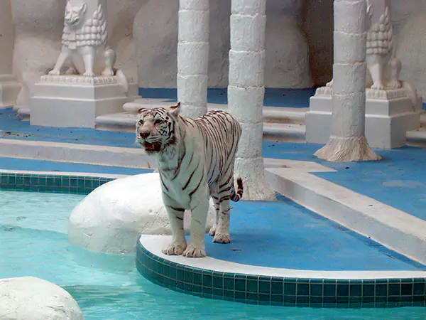 White Tigers at the Mirage