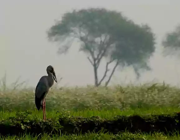 medininagar hottest temperature in india