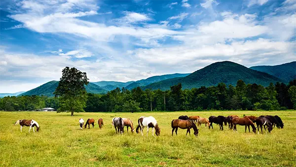  Cades Cove