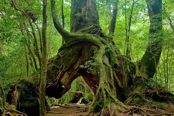 Capturing Nature and Serenity of Japan