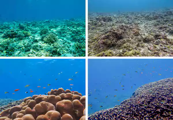 Coral reefs and Marine biodiversity
