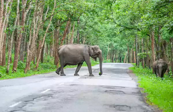 Wayanad Kerala1