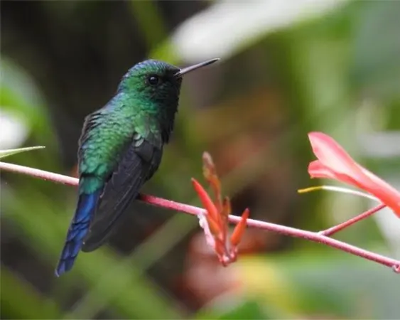 Emerald Hummingbird