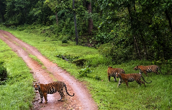 Visiting Kanha National Park in February