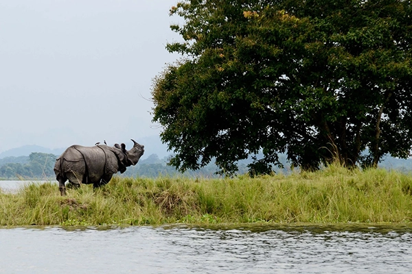 Visiting Kaziranga National Park in February