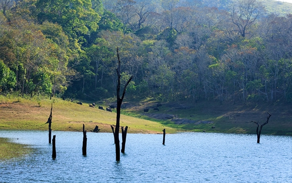 Visiting Thekkady in February in India