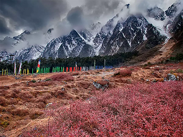 Yumthang Valley