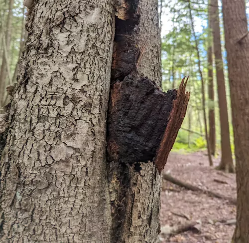 Chaga mushroom