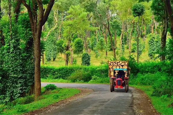 Forest of Coorg