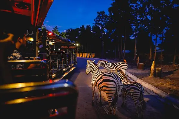 Night Safari Adventure image