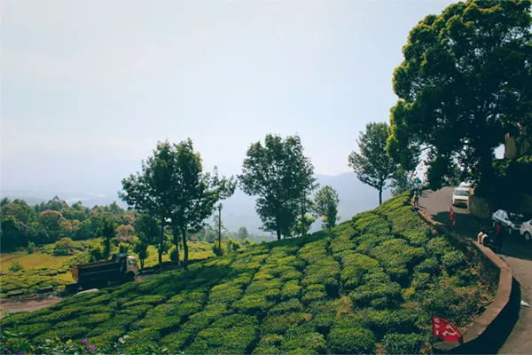 Tea plantation in Kerela