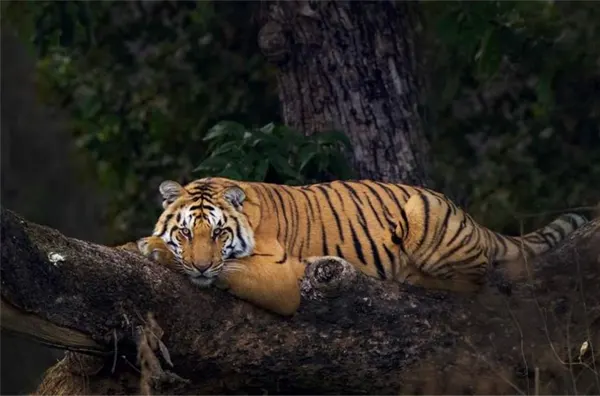 Tiger in Corbett National Park 