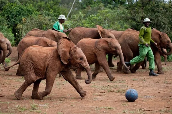 Sheldrick Wildlife Trust