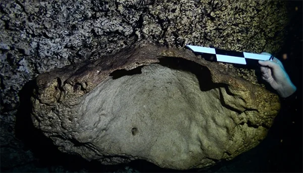 Fossils Trapped over Time in cenotes