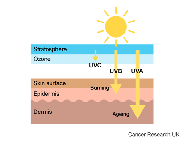 Effect of UV rays on skin.