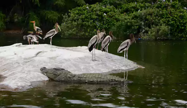 Ranganathittu Bird Sanctuary near Srirangapatna Temple