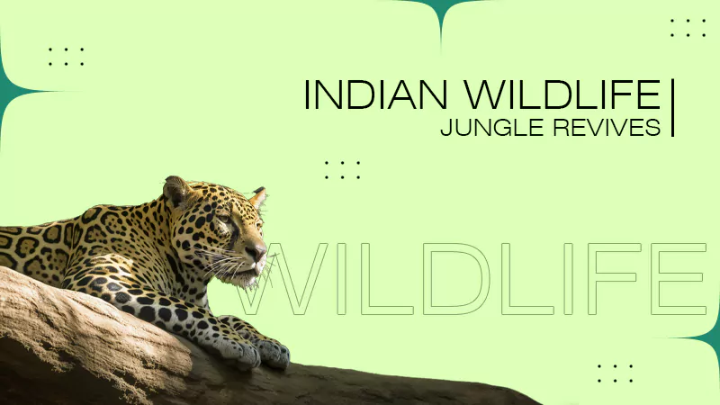 wildlife jungle