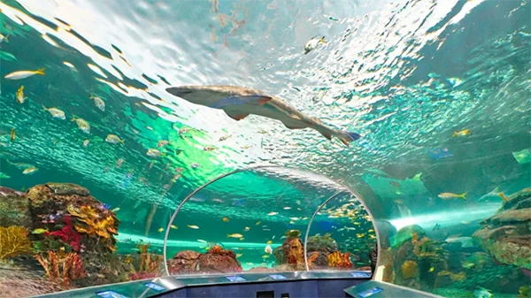 Shark Tunnel