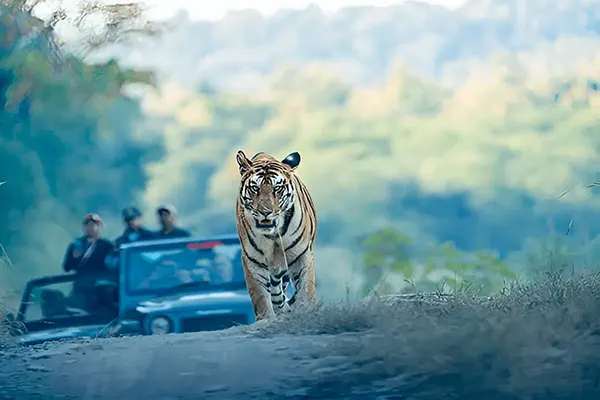 Wildlife Encounters